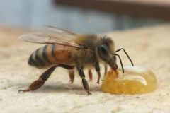 Abeille-ruche-en-entreprise