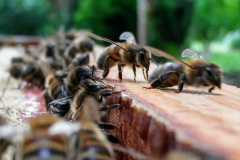 Abeilles-apicuture-urbaine