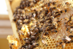 Abeilles-au-travail