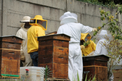 Atelier-apiculteurs