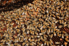 Colonie-d_abeilles-au-travail