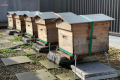 Des-ruches-en-milieu-urbain