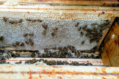 Nid-d_abeille-à-l_intérieur-d_une-ruche