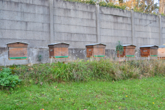 Ruche-en-entreprise