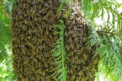 Un-essaim-d_abeilles