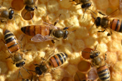 abeille-domestique-en-entreprise