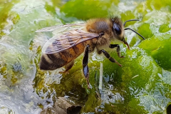 abeilles-et-ruches-dans-votre-entreprise