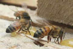 abeilles-ouvrières