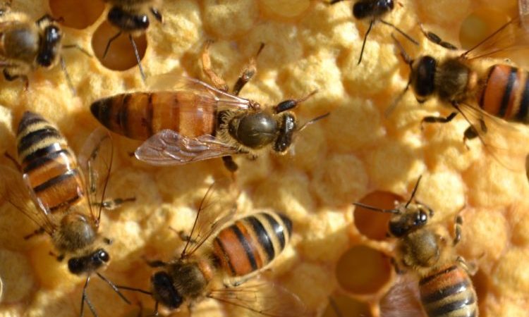 le rôle des abeilles et pollinisateurs