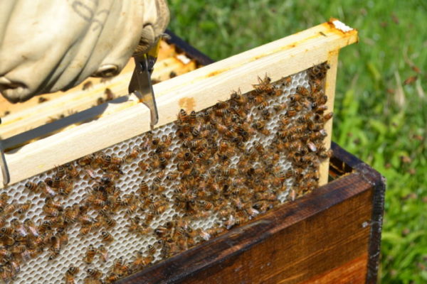 installation de ruches en entreprise