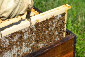 pourquoi installer des ruches un entreprise