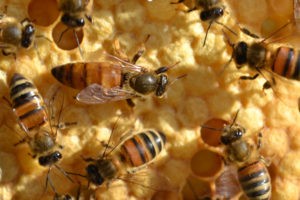 role des abeilles et pollinisateurs