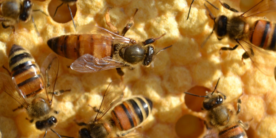 role des abeilles et pollinisateurs