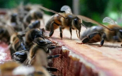 Les entreprises et la démarche RSE: installer des ruches pour un environnement durable et un bien-être collectif
