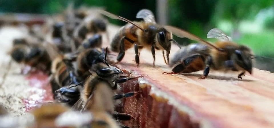 Les entreprises et la démarche RSE: installer des ruches pour un environnement durable et un bien-être collectif