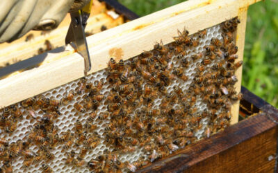 Pourquoi installer des ruches en entreprise ?