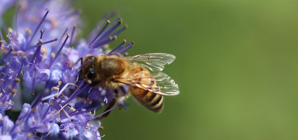 Valoriser les espaces verts de l’entreprise à travers le jardinage et les ruches ?