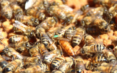 Y a-t-il trop de ruches dans les centres-villes ?
