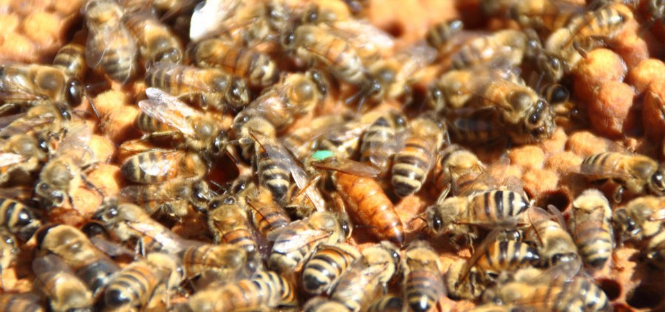 Y a-t-il trop de ruches dans les centres-villes ?