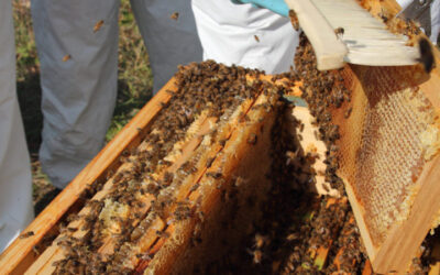 2020, récolte record de miel chez les clients Apilia
