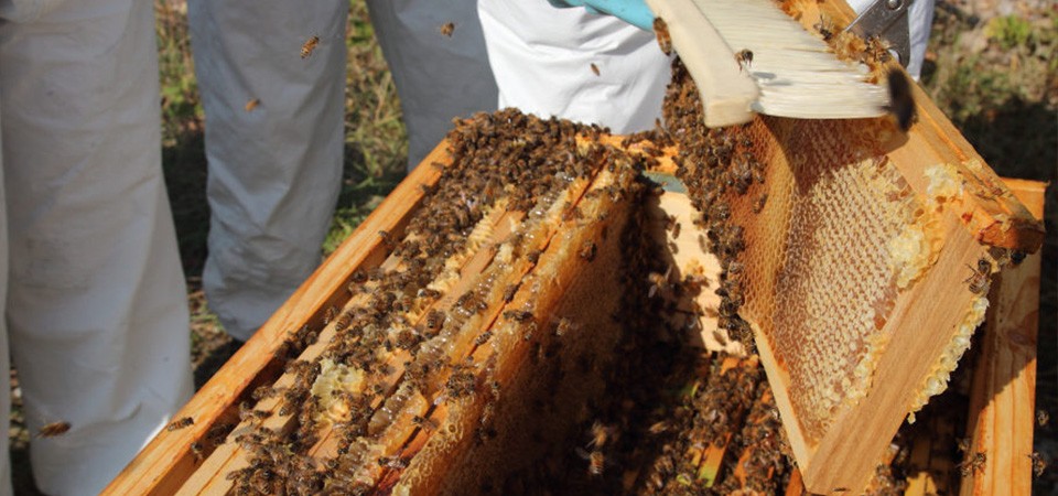 2020, récolte record de miel chez les clients Apilia