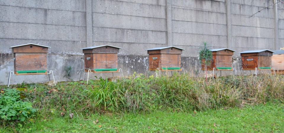 Nos conditions pour installer des ruches à Paris ou en centre-ville