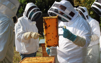 Nos ateliers pédagogiques autour de la ruche et des abeilles