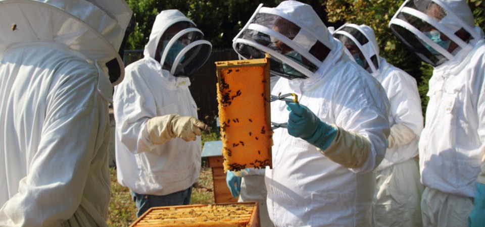 Nos ateliers pédagogiques autour de la ruche et des abeilles