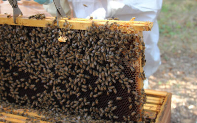 La location de ruches, une solution souple pour les entreprises