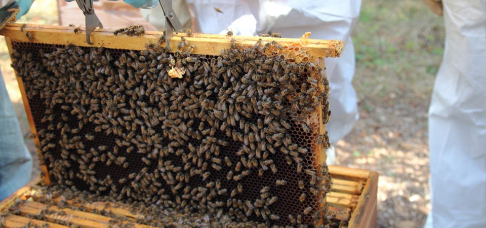 La location de ruches, une solution souple pour les entreprises