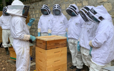 Des ruches et des abeilles Apilia chez Apprentis d’Auteuil