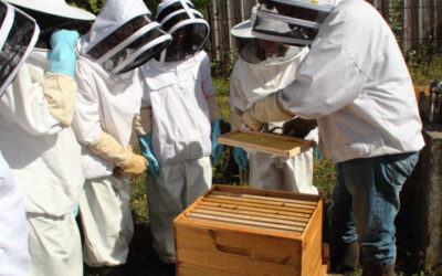 Visiter les ruches à l’occasion d’ateliers et team buildings apicoles