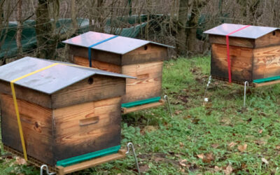 Les visites et entretien des ruches pendant l’hiver