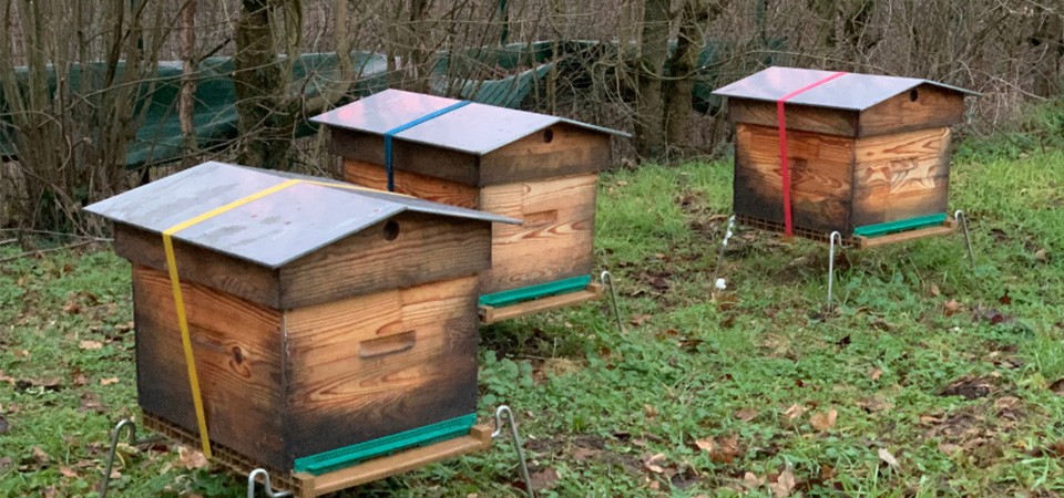 Les visites et entretien des ruches pendant l’hiver