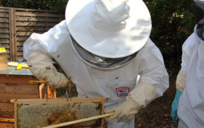 Les questions à se poser avant d’installer des ruches en entreprise