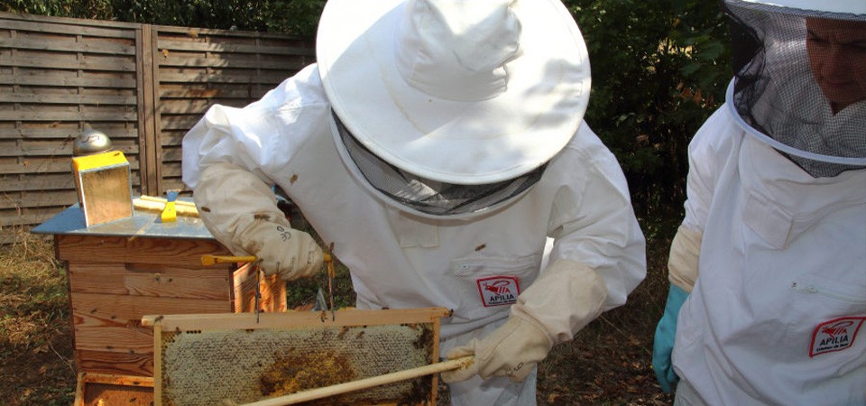 Les questions à se poser avant d’installer des ruches en entreprise