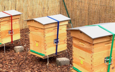 Installation des ruches chez les nouveaux clients d’Apilia