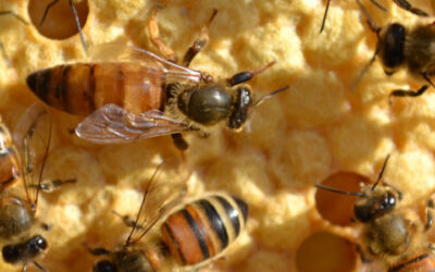 L’organisation d’un essaim d’abeilles dans la ruche : rôles, fonctions et missions pour une colonie prospère