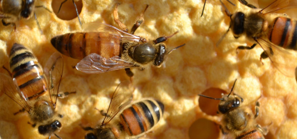 Le rôle des abeilles et pollinisateurs dans la biodiversité