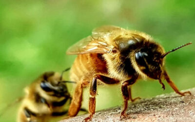 Chr. Hansen France témoigne sur ses ruches en entreprise