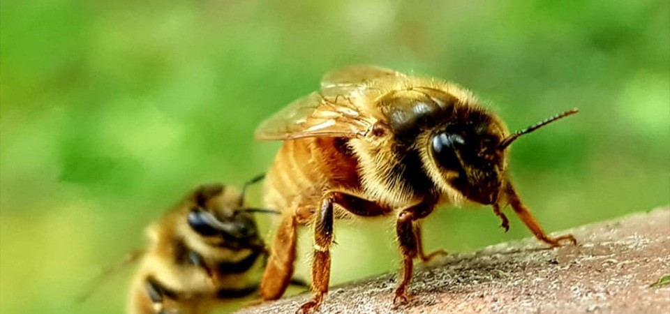 Chr. Hansen France témoigne sur ses ruches en entreprise