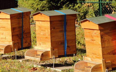 Le management grâce à l’apiculture urbaine et la démarche RSE
