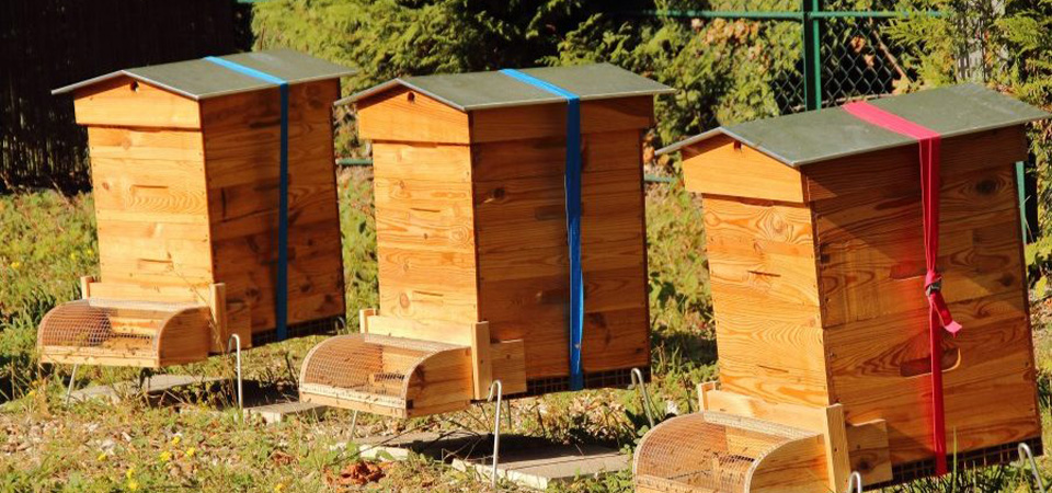 Le management grâce à l’apiculture urbaine et la démarche RSE