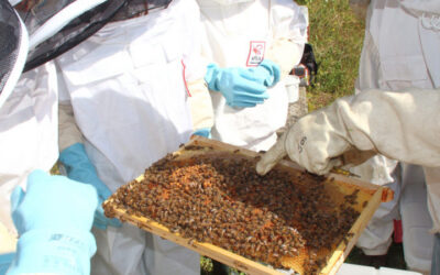 Renforcer la cohésion de vos équipes avec l’apiculture