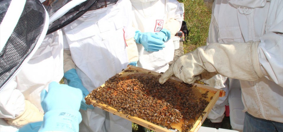 Renforcer la cohésion de vos équipes avec l’apiculture