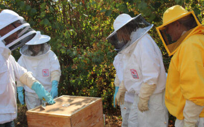 Les conseils d’Apilia pour installer des ruches en entreprise