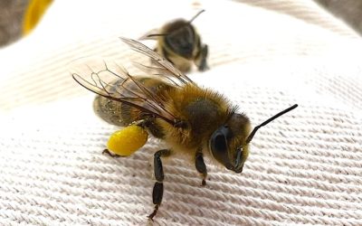 Ruches en entreprise : Le levier RSE idéal pour la biodiversité, l’engagement salarié et une communication responsable