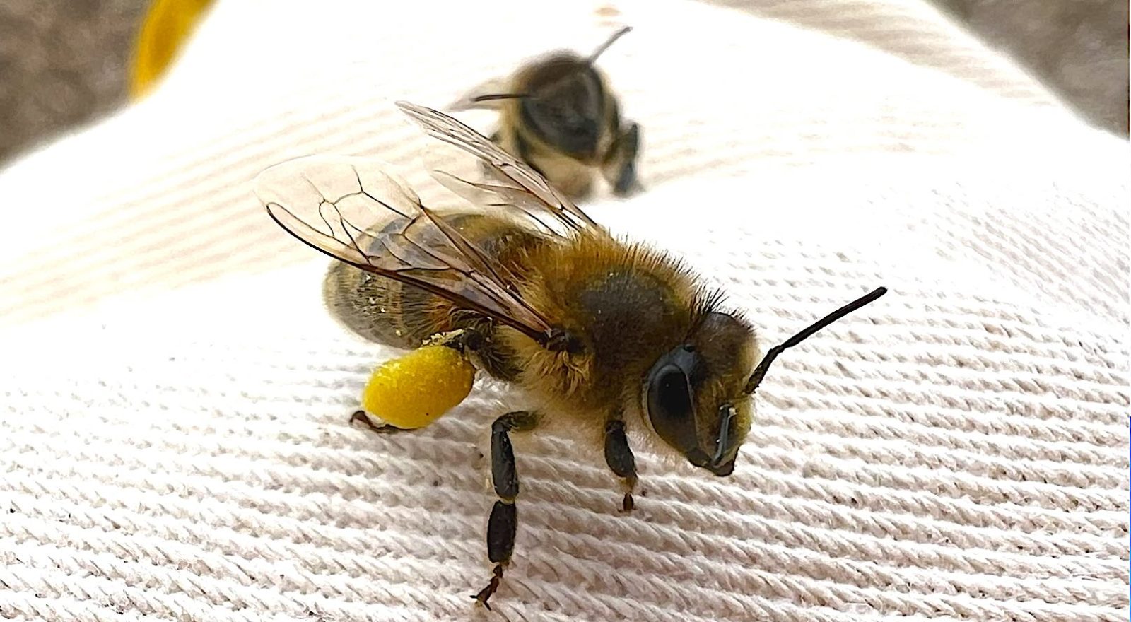 Screenshot Abeille avec du nectar de miel