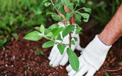 Pourquoi préserver l’environnement et la biodiversité est un levier d’engagement pour votre entreprise