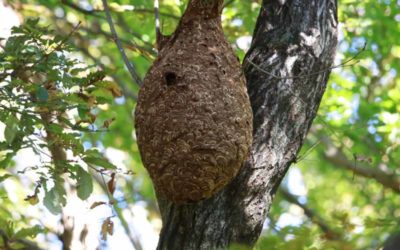 Destruction de nid de frelons asiatiques : comment faire et qui contacter ?